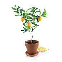 Patio Citrus Trees