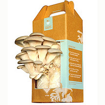 Back to the Roots Oyster Mushroom Kit